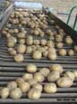 Potatoes on truck