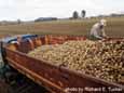 Truckload of Potatoes
