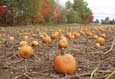 Pumpkin field in autumn